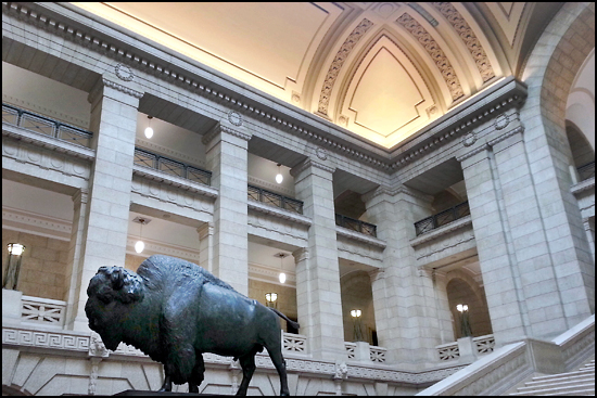 Bison in capitol