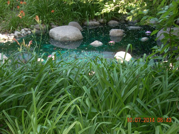 Winnipeg Japanese garden pond